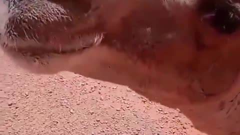 Truck driver provides water to thirsty camel in the middle of desert.