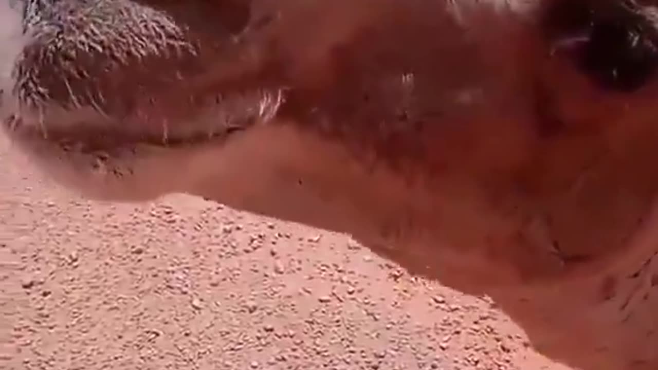 Truck driver provides water to thirsty camel in the middle of desert.