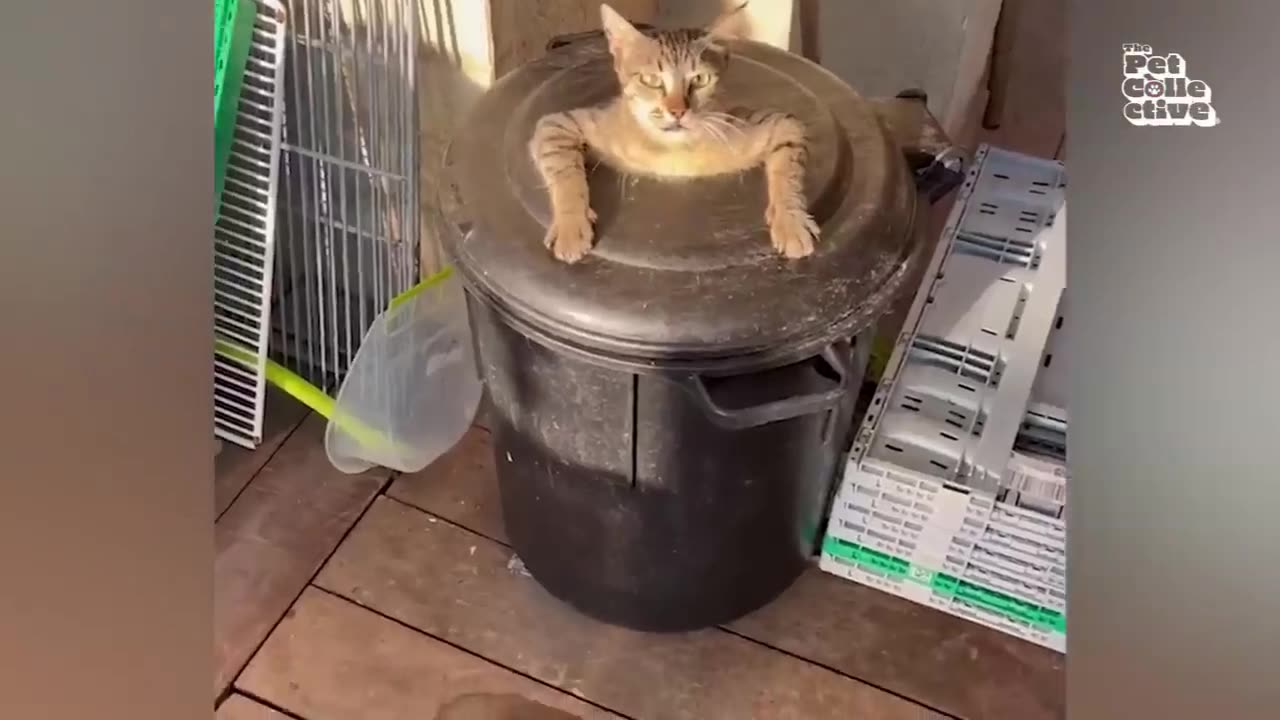 FUNNIEST Pets of 2024! 🤣 TOP Compilation Viral Videos of the YEAR [Part 3]