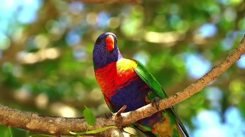 Many kinds of birds# with name