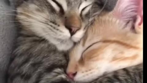 Cuddle Cats That Will Melt Your Heart | Cats and Love
