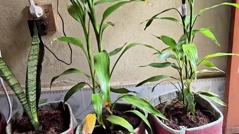 Geo Bag-এ কি Indoor Plant লাগানো যায়? 🪴 | পানি কি ফ্লোরে পড়ে? | Siraj Tech Gardening Tips