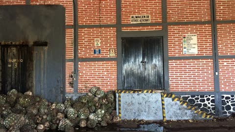 La Cofradia Distillery (Tequila, Jalisco, Mexico) 1