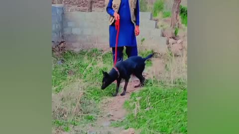 dog attacked