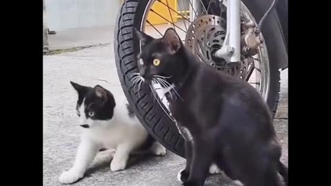 Viral Madness 2025: Funniest Moments You Can’t Miss! 😂