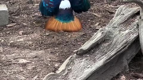 🎤🐦 Bird Drops It Like It's Hot on a Tree! | FunFM