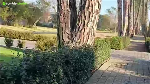 Morning Walk with my Dogs 🐕