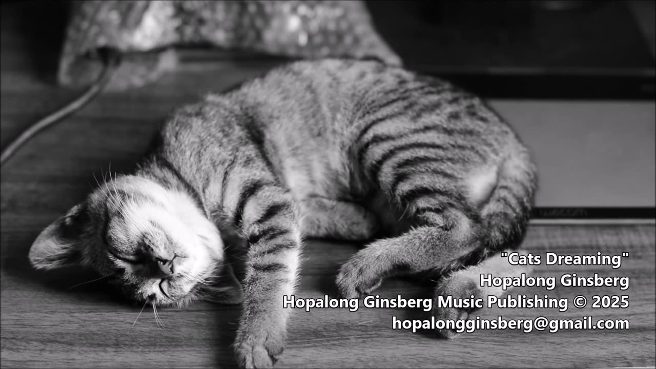 "Cats Dreaming" - Jazz