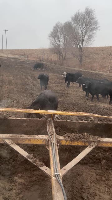 Mud Spa Day for a Cow