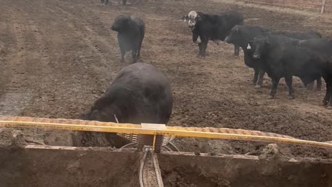 Mud Spa Day for a Cow