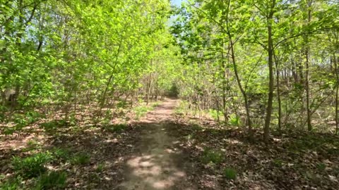 Very relaxing forest walk. City forest trail. Slow TV. Take a break.