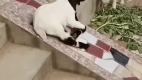 Sheep's first time play