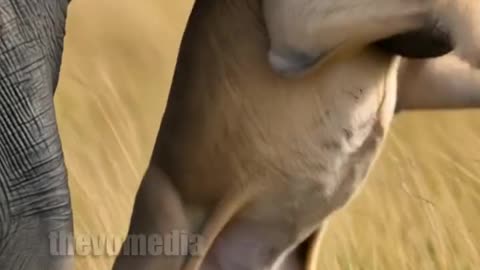 Elephant help