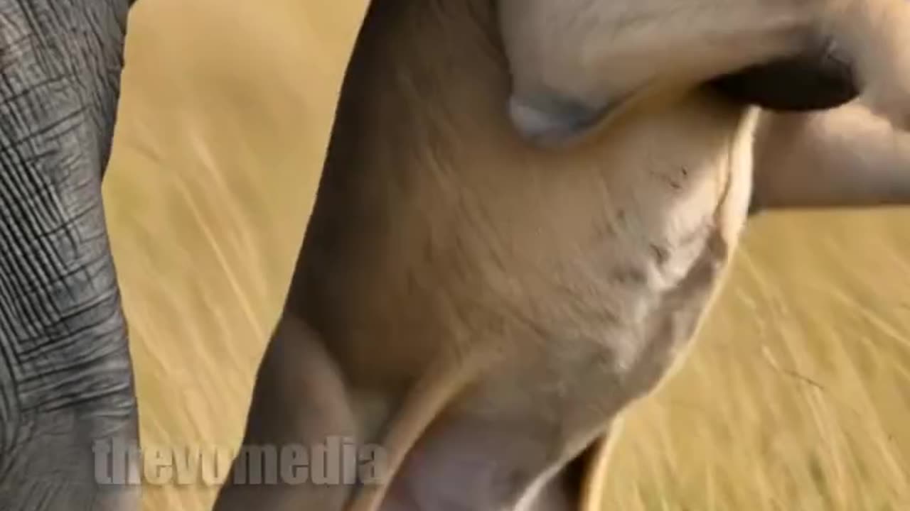 Elephant help