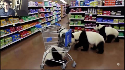Outtake #1,211 Of Over 5 Panda Bears Roam Around A Walmart Supercenter Fake Funny Parody Video