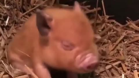 Dancing Piggy