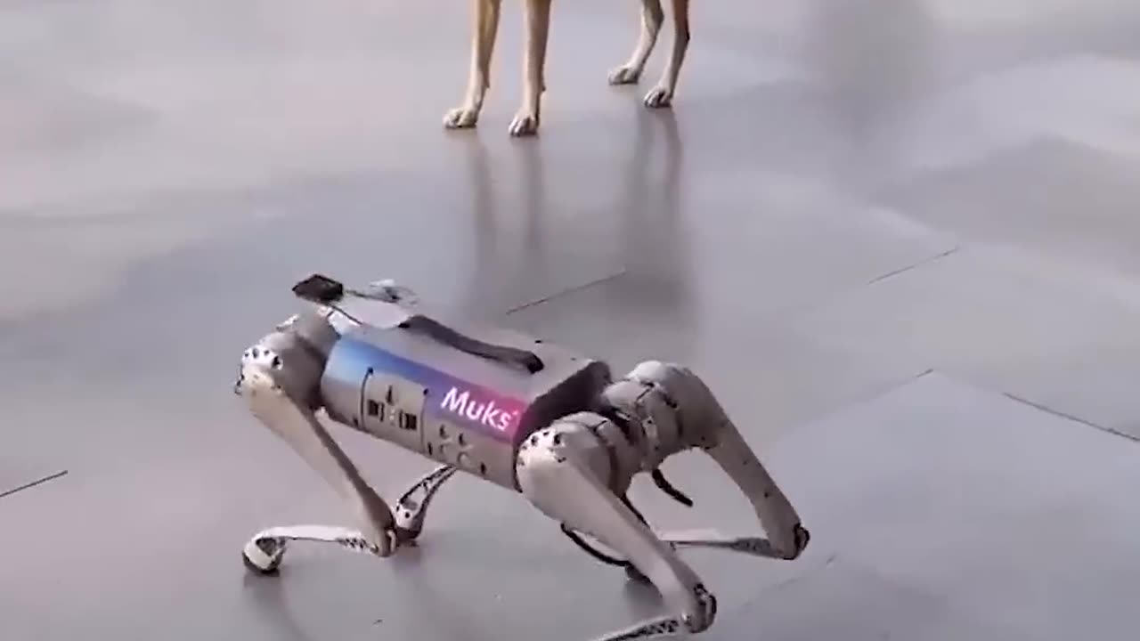Robot vs Dogs