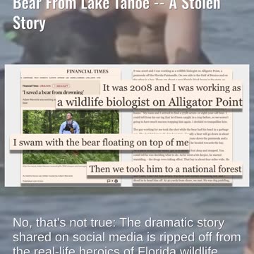 Fact Check: Russian Visitor Ivan Stepanov Didn't Rescue Drowning Bear From Lake Tahoe - Stolen Story