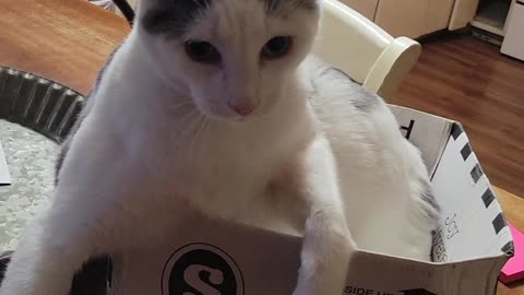 Loki and his box