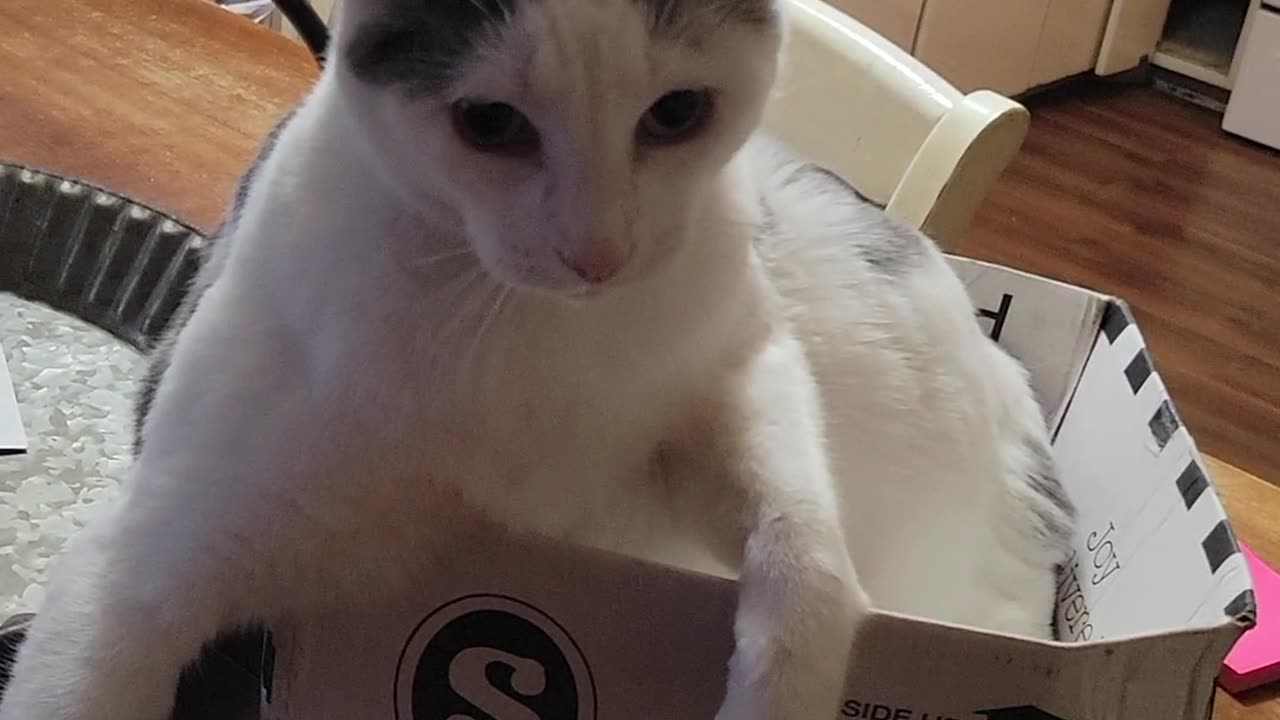 Loki and his box