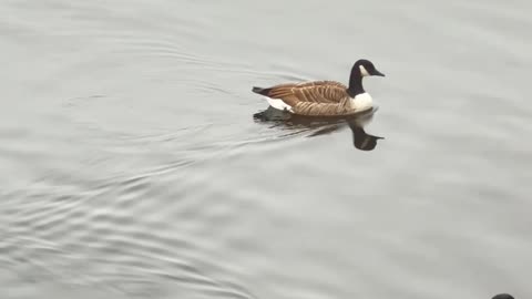 Duck floating in the water