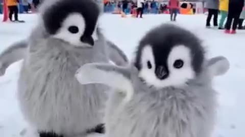 penguins