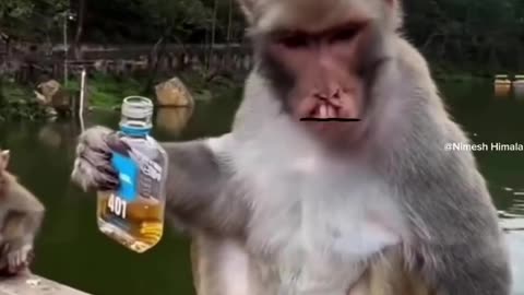 Monkey drink a alcohol 😲😂