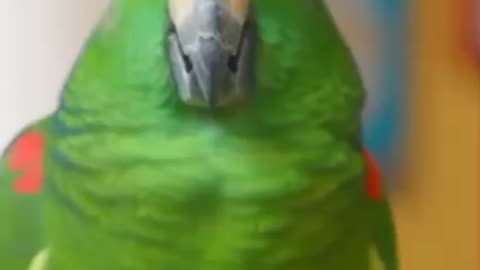 Star Parrot