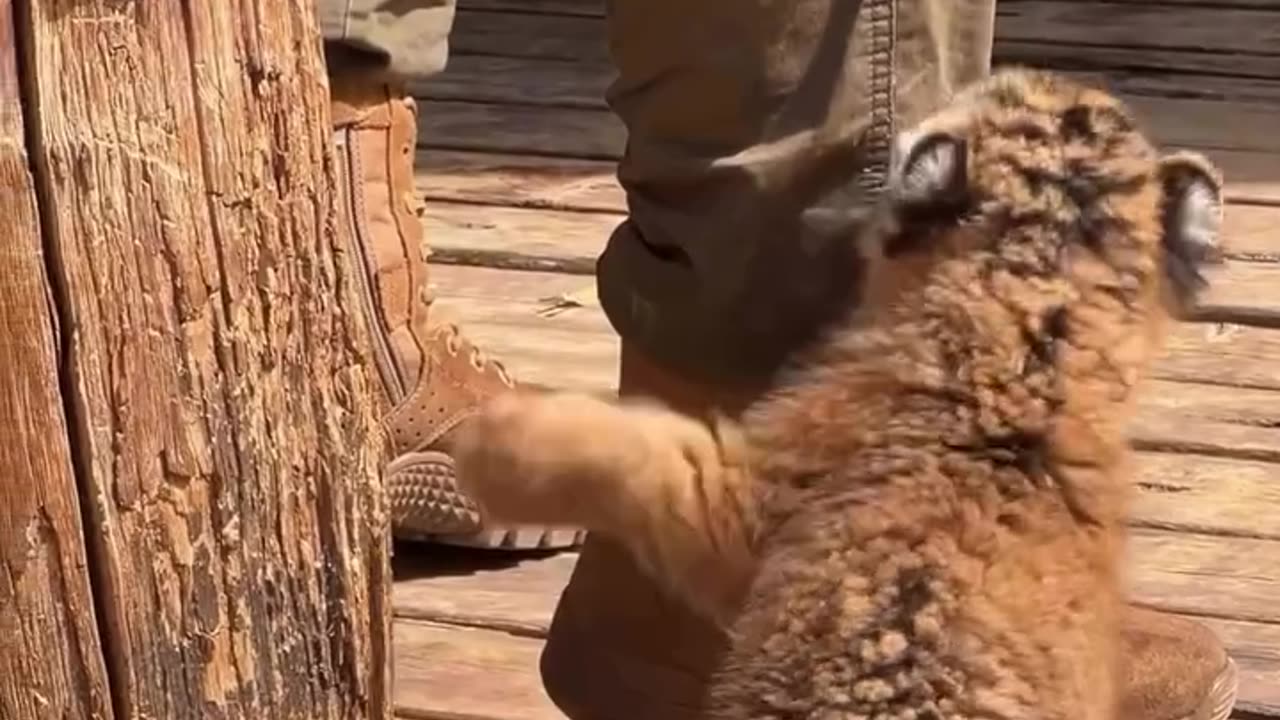 Not dangerous but cute little cub 🐅🥰