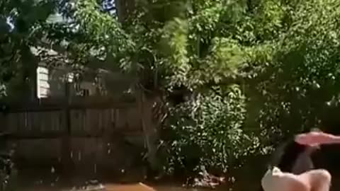 Funny dogs