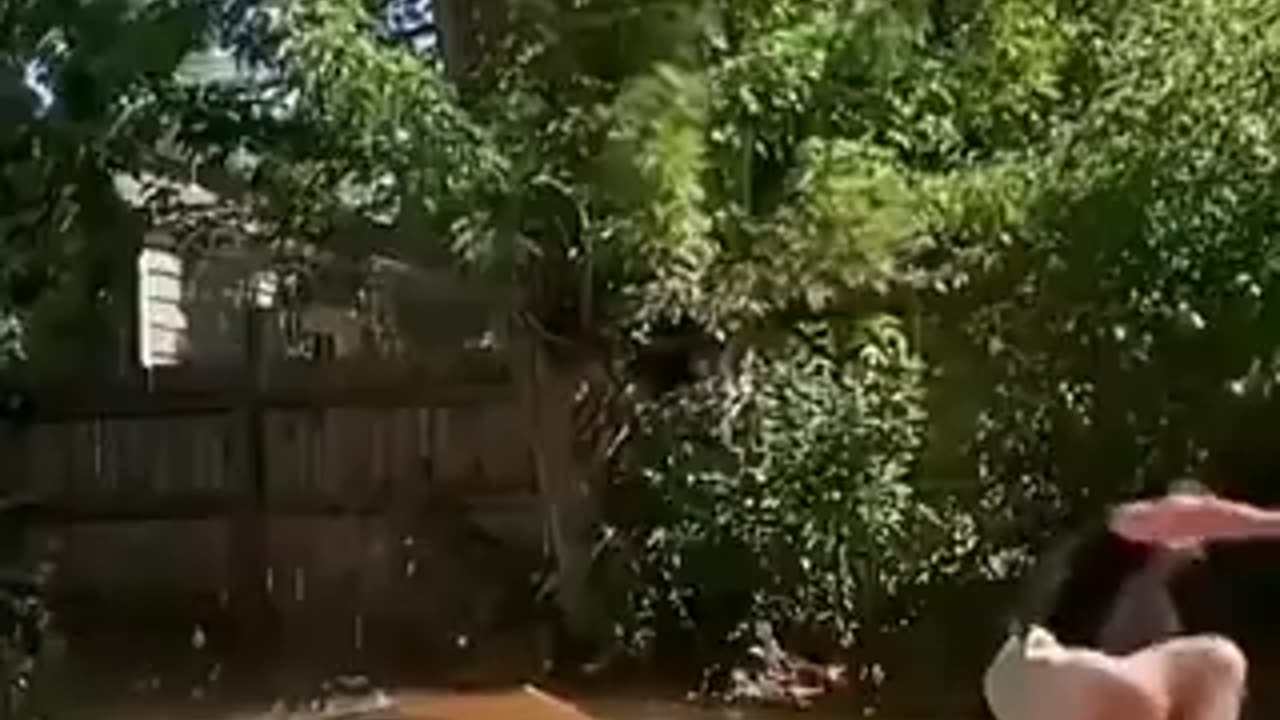 Funny dogs