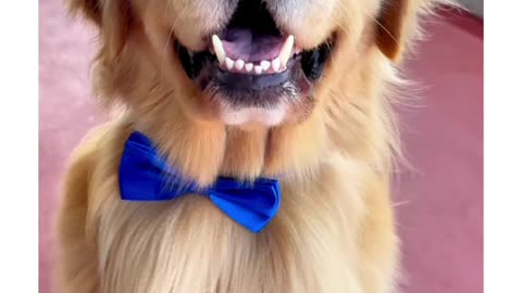 I'm in your feed because 😂😂 #dog #usa #america #golden #unitedstates