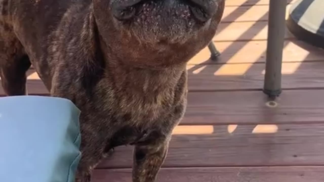 Future member of the police K-9 unit