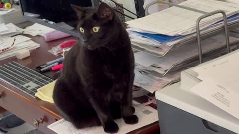 Cute Precious Piper is Now a Secret Agent - Adopting a Cat from a Shelter Vlog