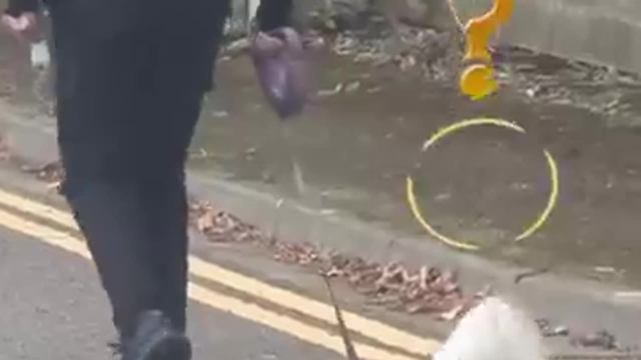 Funniest cat and dog🥰