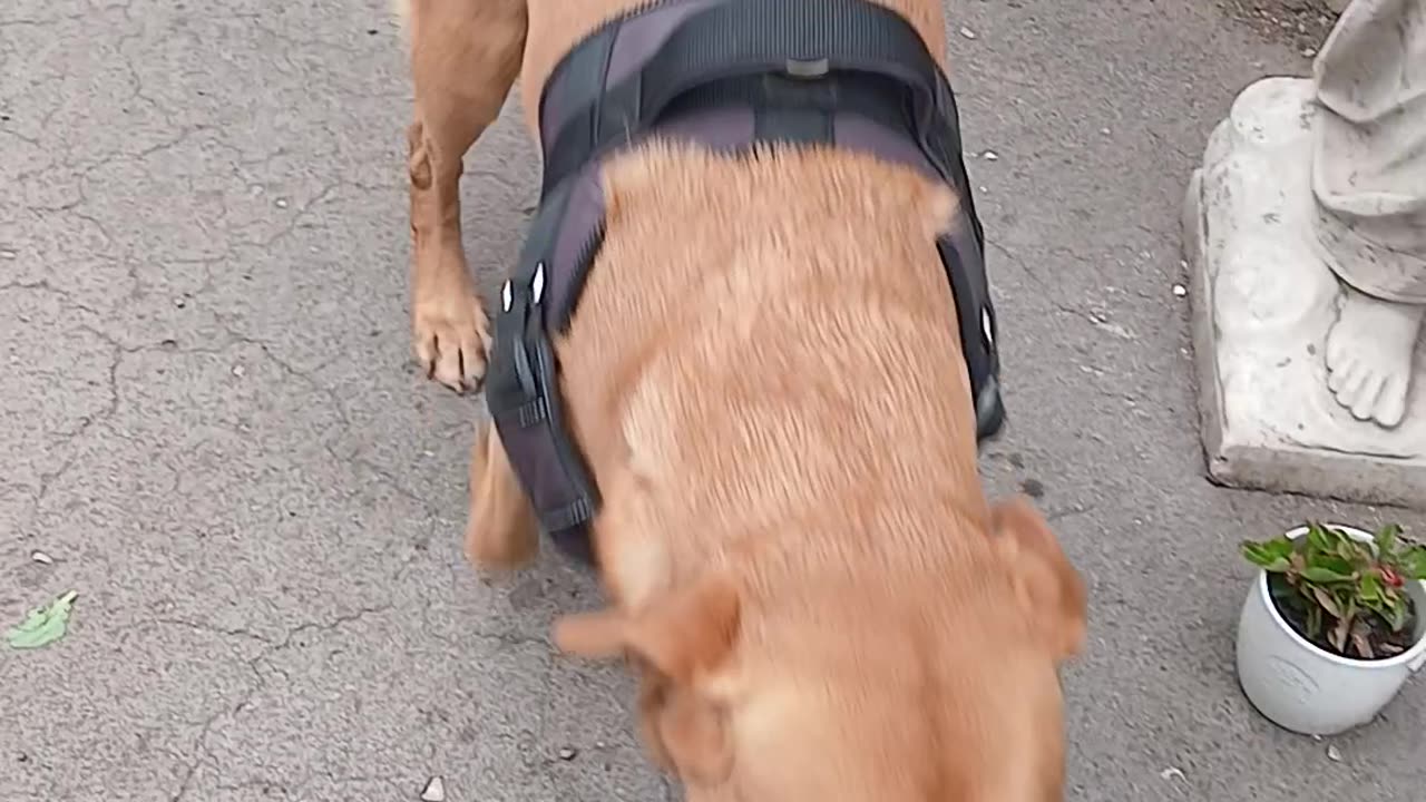 Winston loves stealing lil1's balls.