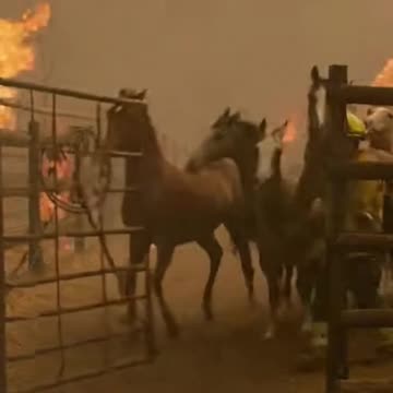 Wildfire Horse Escape