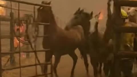 Wildfire Horse Escape