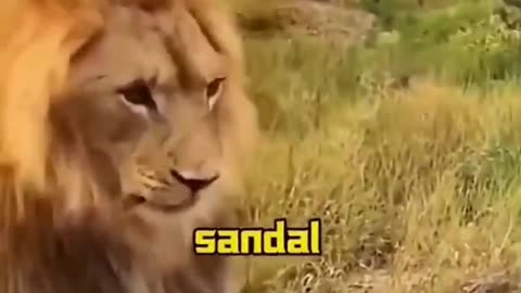 🦁 Man Slaps Lion for Damaging His Car Mat 😱🚗#LionVsMan 🦁👊 #WildEncounter 🌍😱 #BraveOrCrazy 🤯😂