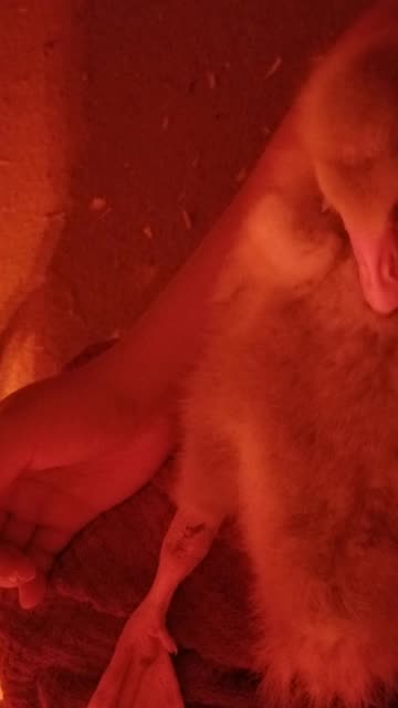 Lemongrab and Tooey slurp up some high quality H2O together, but not before enriching it with grass.