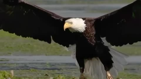 American Bald Eagle