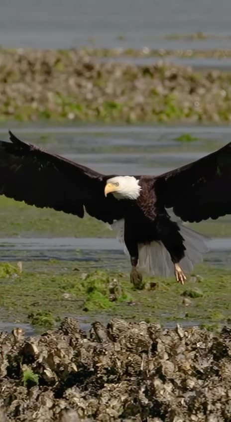 American Bald Eagle