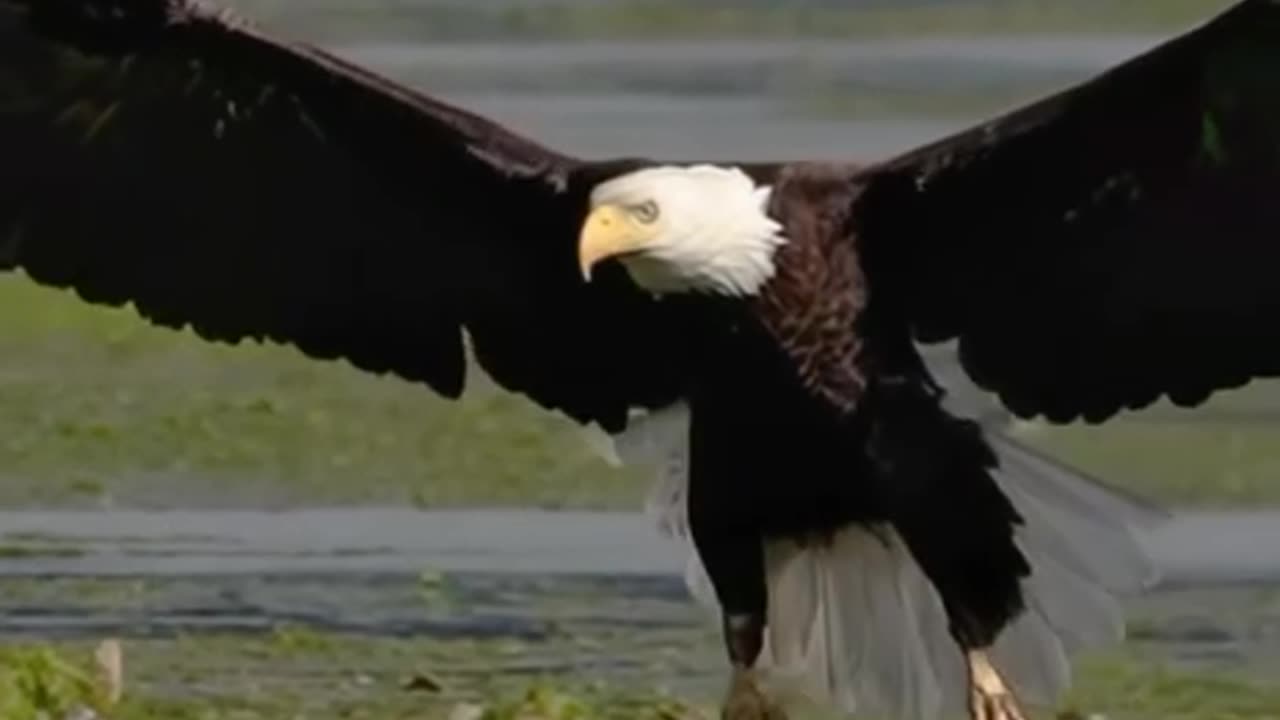 American Bald Eagle