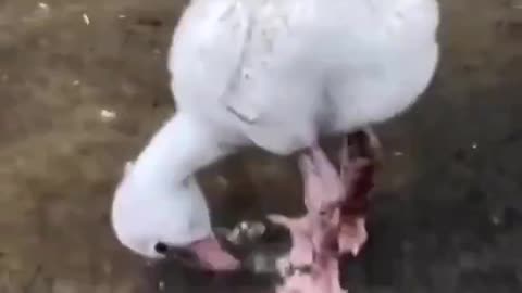 Baby flamingo learning to paddle..😊