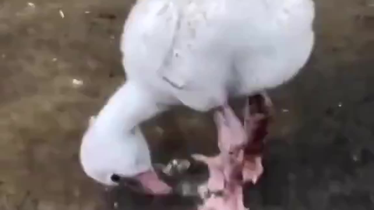Baby flamingo learning to paddle..😊