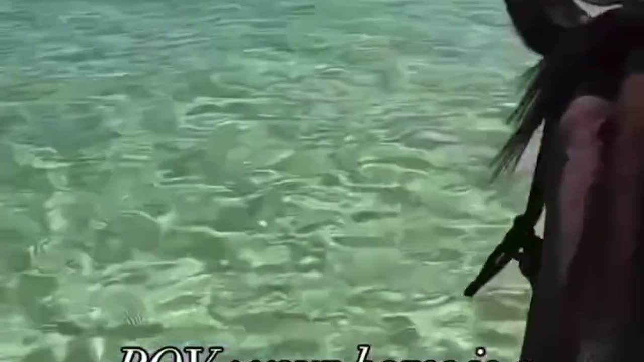 Animals are MAJESTICALLY MARVELOUS 🌊🐴🐬 💫👼🏻🪽💙🌹🌟