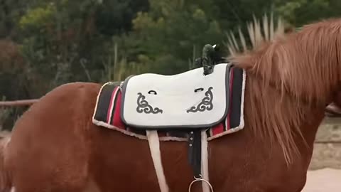 well-trained horse #horse #animals #viral