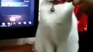😂🐶 Dog Installing Updates! | FunFM
