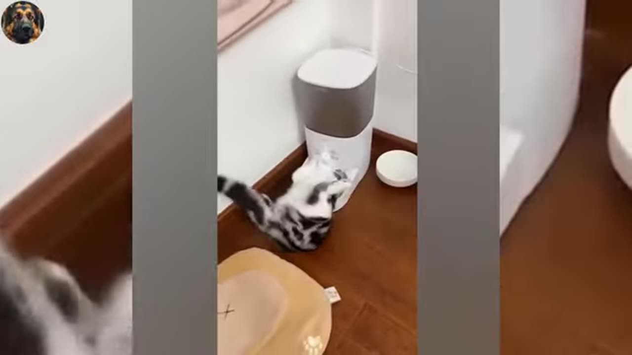 new-funny-cat-and-dog-videos--funniest-animals