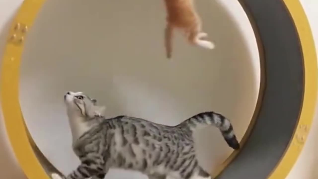 These Cats Have No Chill 😹🔥 | Funniest Moments